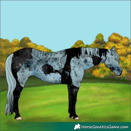Horse Color:ERROR: UNKNOWN ANOMALY
