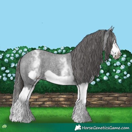 Horse Color:White Spotted Blue Roan Splash Frame Varnish
