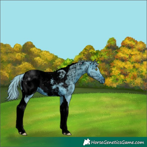 Horse Color:ERROR: UNKNOWN ANOMALY