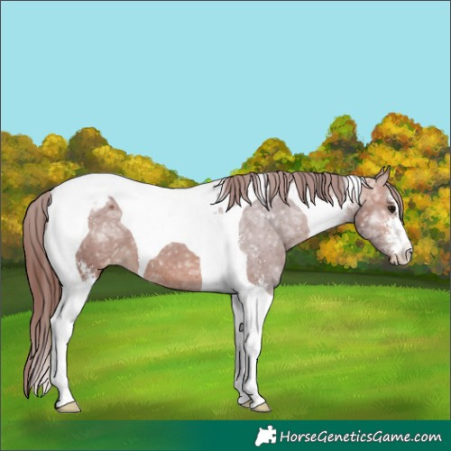 Horse Color:Chocolate Bay Ice Sabino Tobiano Appaloosa 