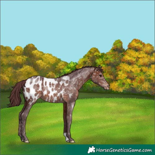 Horse Color:Chocolate Brown Ice Appaloosa