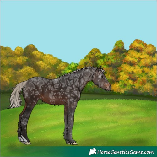 Horse Color:Gray Silver Bay Ice Appaloosa 