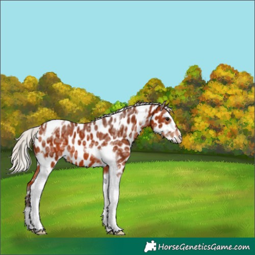 Horse Color:Silver Brown Ice Tobiano Appaloosa 