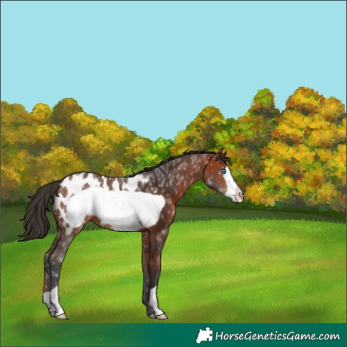 Horse Color:Bay Ice Frame Appaloosa 
