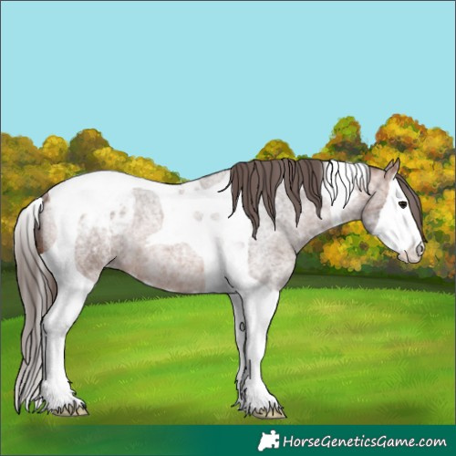 Horse Color:Bay Ice Roan Splash Tobiano Appaloosa 
