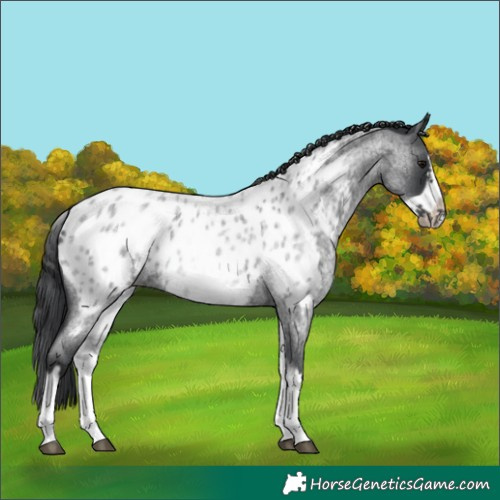 Horse Color:White Spotted Blue Roan Splash Frame Appaloosa 