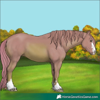 Horse Color:Watercolor Chestnut 