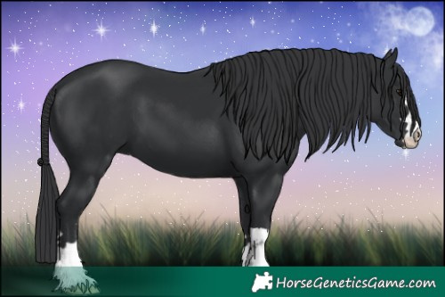 Horse Color:Black 