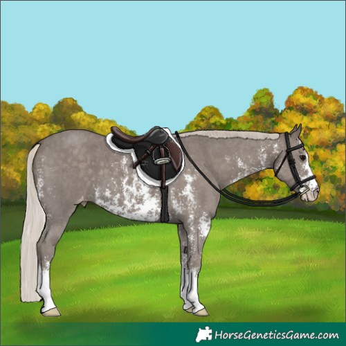 Horse Color:Silver Black Sabino Appaloosa