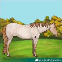 Horse Color:Red Roan Pearl 