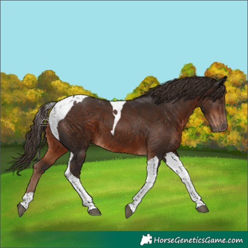 Horse Color:Liver Chestnut Tobiano 