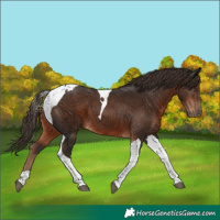 Horse Color:Liver Chestnut Tobiano 