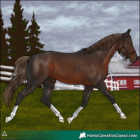 Horse Color:Liver Chestnut 