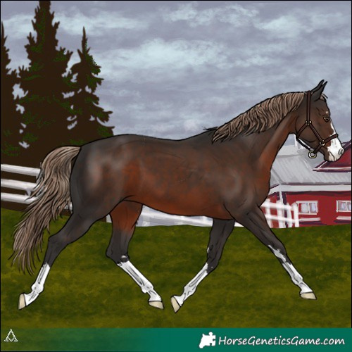 Horse Color:Liver Chestnut 