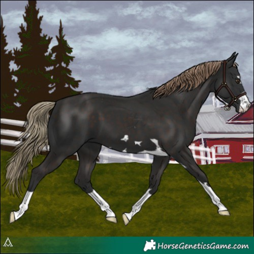 Horse Color:Liver Chestnut 