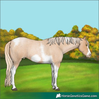 Horse Color:Red Roan Pearl Tobiano Frame