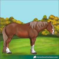 Horse Color:Chestnut 