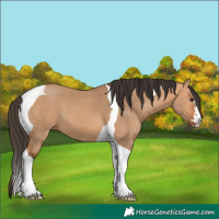 Horse Color:Bay Dun Tobiano 