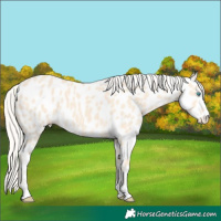 Horse Color:Cremello Appaloosa 