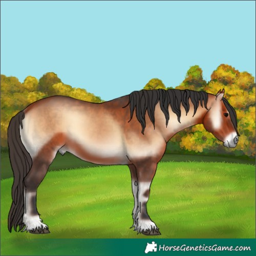Horse Color:Bay Onyx 