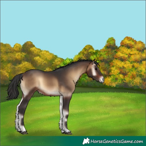Horse Color:Bay Onyx 