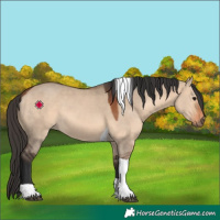 Horse Color:Bay Dun Tobiano 