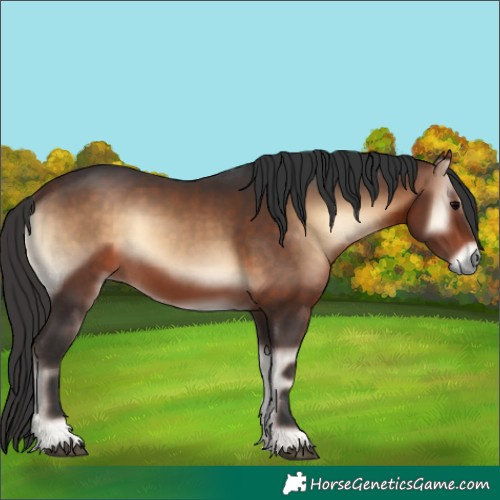 Horse Color:Bay Onyx 