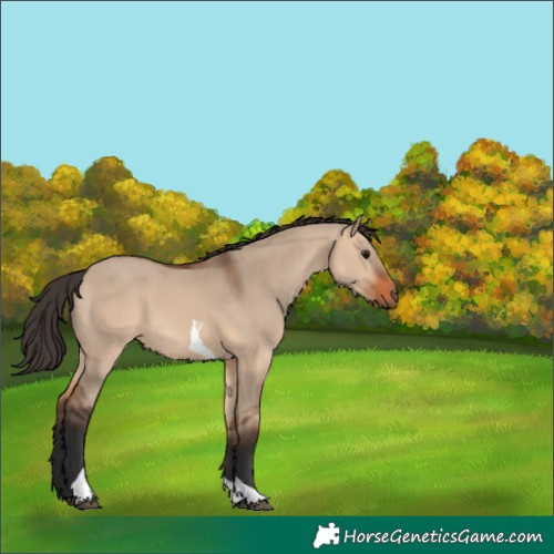 Horse Color:Bay Dun Tobiano 