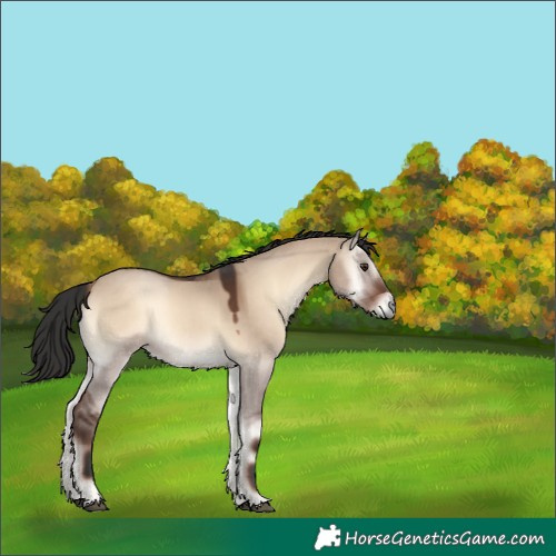 Horse Color:Liver Red Dun Onyx 