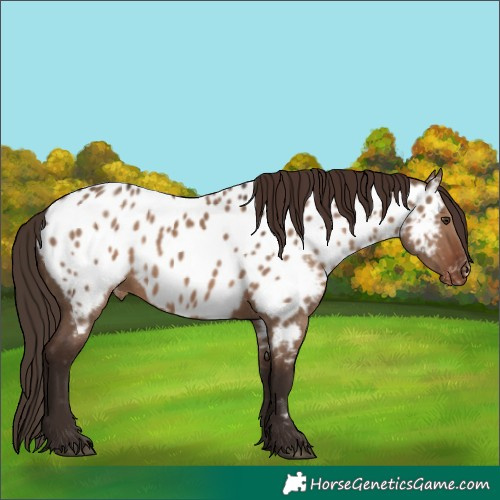 Horse Color:Liver Red Dun Near Leopard 