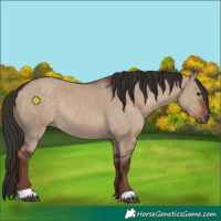 Horse Color:Liver Red Dun 