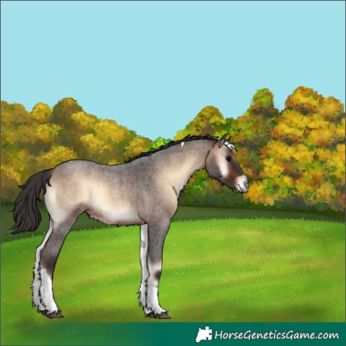 Horse Color:Bay Roan Onyx Tobiano 