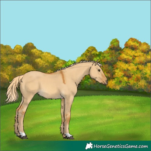 Horse Color:Palomino Dun 