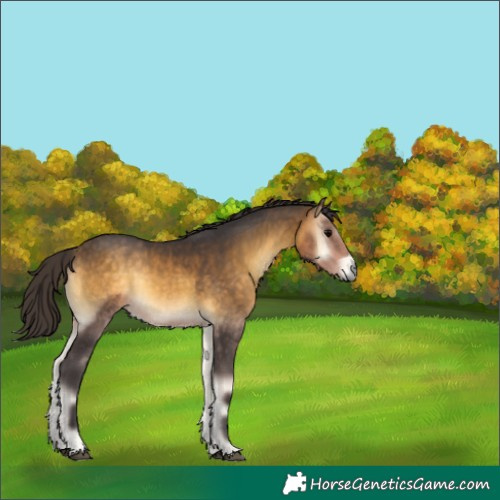 Horse Color:Buckskin Onyx 