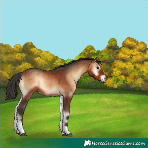 Horse Color:Bay Onyx Tobiano 
