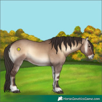 Horse Color:Liver Red Dun Onyx 
