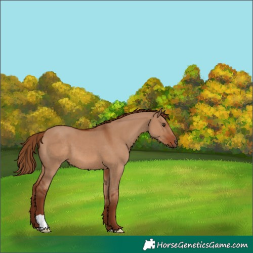 Horse Color:Red Dun 