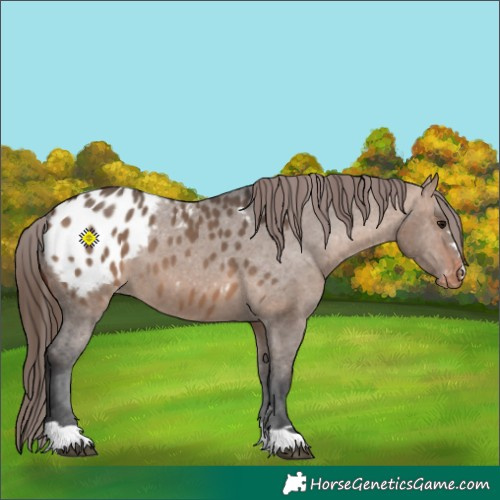 Horse Color:Bay Dun Appaloosa 