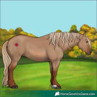 Horse Color:Red Dun 