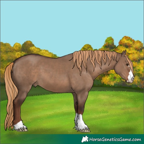Horse Color:Liver Red Dun 