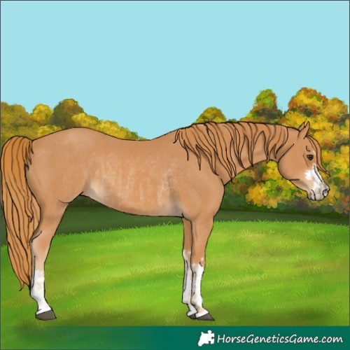Horse Color:Chestnut  and Chestnut Rabicano 