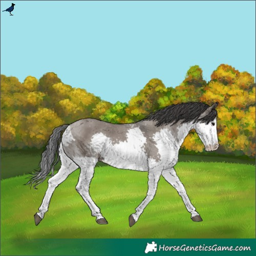 Horse Color:Grullo Splash