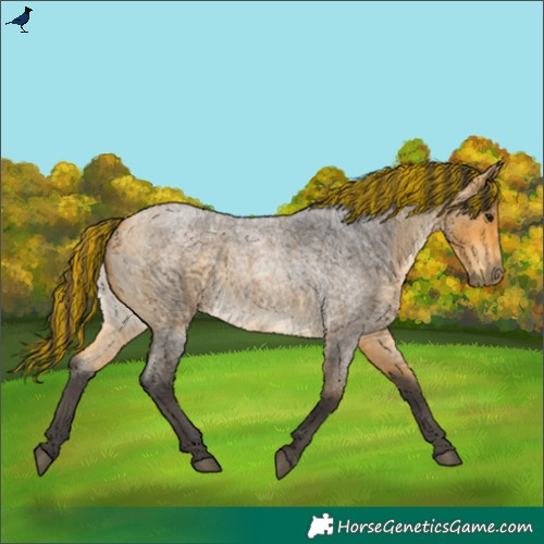 Horse Color:Painted Buckskin Roan