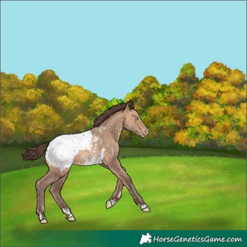 Horse Color:Amber Champagne Snowcap 