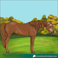 Horse Color:Unknown 