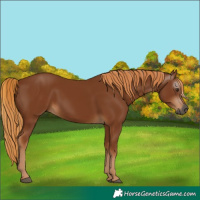 Horse Color:Unknown 