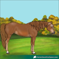 Horse Color:Unknown 