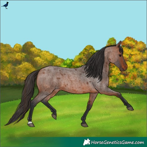 Horse Color:Bay Roan 