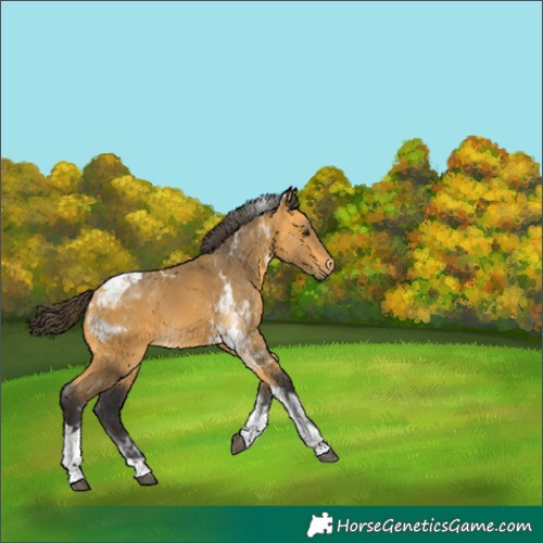 Horse Color:Buckskin Tobiano 