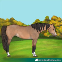 Horse Color:Unknown 